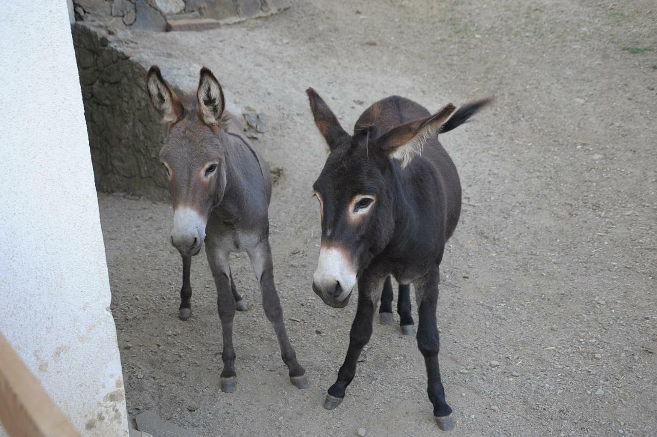 Rumpelehof Villandro Dış mekan fotoğraf
